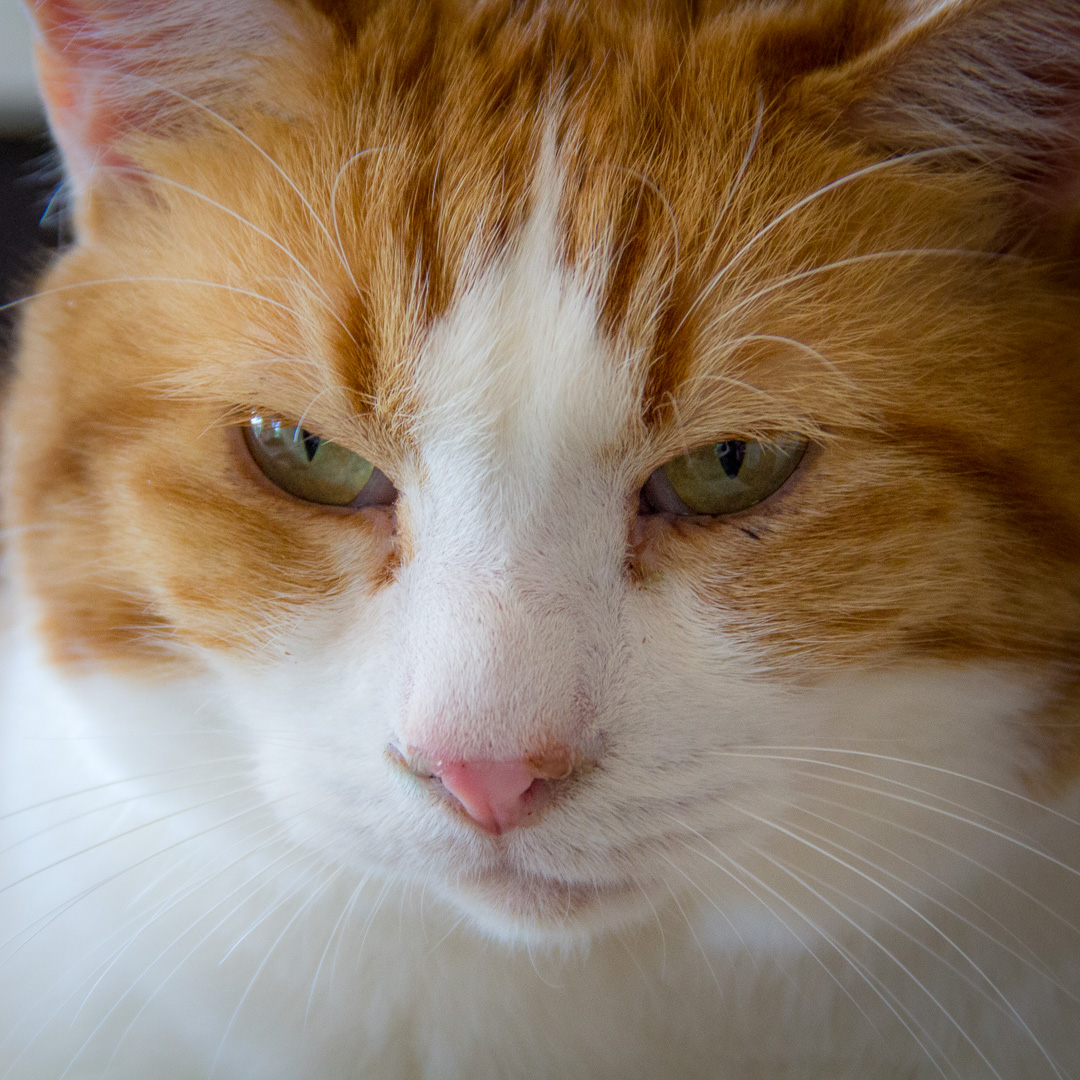 sixcats-023