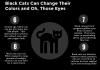 17 Reasons To Own a Black Cat