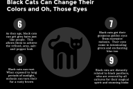 17 Reasons To Own a Black Cat